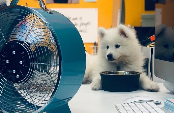 pet-friendly workplace